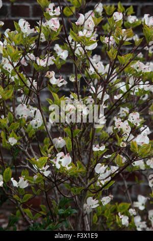 Cornus Florida Baum "Regenbogen" in Blüte Stockfoto