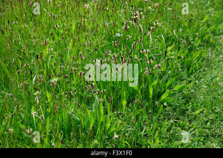 Plantago Lanceolata Spitzwegerich Spitzwegerich wächst in Grünland Stockfoto