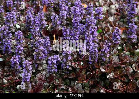 Ajuga Reptans Pflanzen Black Scallop 'Binblasca' in Blüte Stockfoto