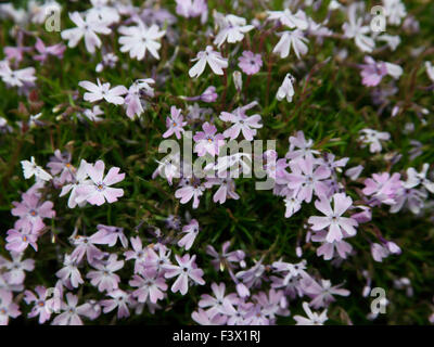 Phlox Subulata 'Emerald Cushion Blue' Pflanzen in Blüte Stockfoto