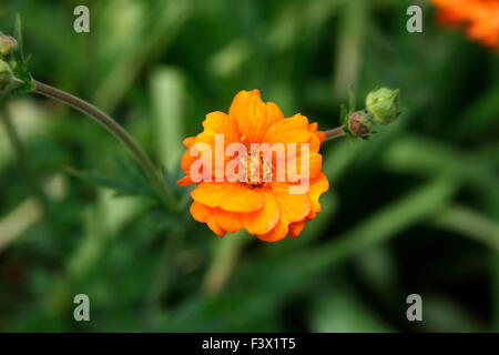 Geum "Dolly Norden" Nahaufnahme Blume Stockfoto