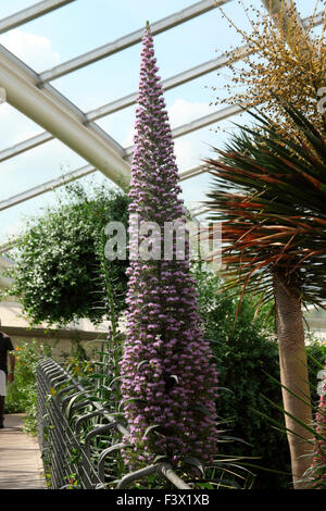 Echium Wildpretii Pflanze in Blüte Stockfoto