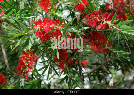 Zylinderputzer Speciosa Strauch in Blüte Stockfoto