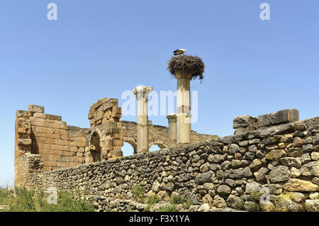 Marokko Volubilis Ruinen in der Nähe von Meknes Stockfoto