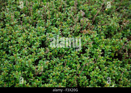 Thymus Pulegoides breite Grünblättrige Thymian Nahaufnahme von Pflanze Stockfoto