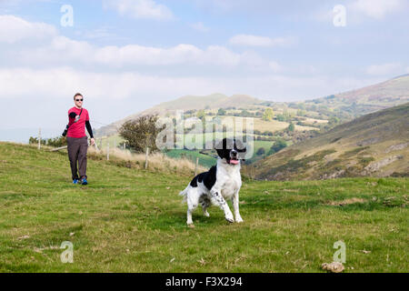 Eifriger englischer Springer-Spaniel-Hund, der an einer Führung zieht, wenn der Besitzer ihn zu einem Spaziergang auf der Landseite nimmt. Todleth Hill Churchstoke Powys Wales Großbritannien Stockfoto