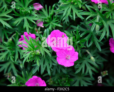 Blutige Storchschnabel Geranium Sanguineum Nahaufnahme Blume Stockfoto