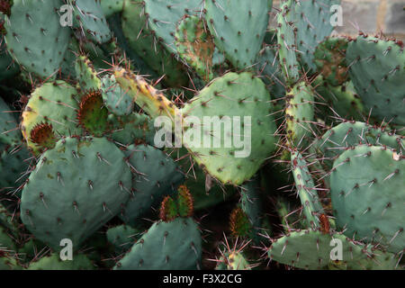 Feigenkaktus Opuntia sp Nahaufnahme von Pflanze Stockfoto