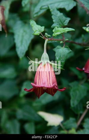 Canarina Canariensis Kanarische Glockenblume Nahaufnahme Blume Stockfoto