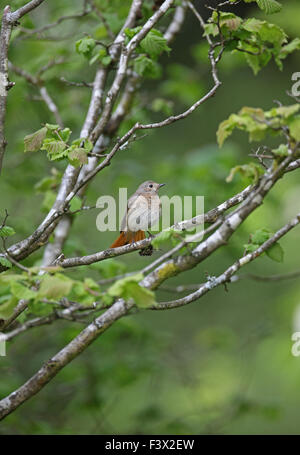 Weibliche hocken auf Hasel Zweig mit Schweif aufgefächert Carmarthenshire Juni 2015 Stockfoto