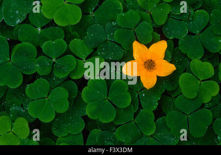 Shamrock eine gelbe Blüte, Blume Stockfoto