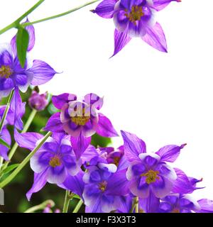 Columbine Stockfoto