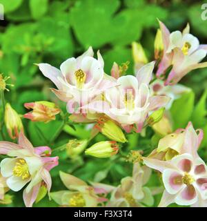 Columbine Stockfoto