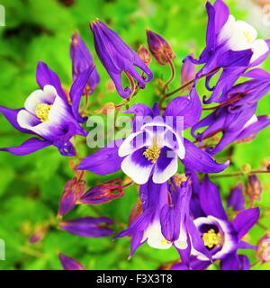 Columbine Stockfoto