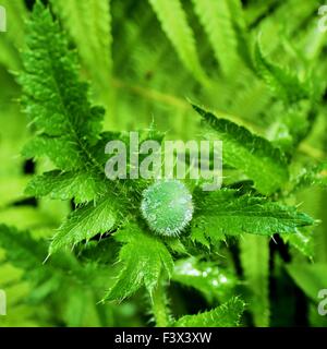 Mohnblume mit Regen fällt - Makro Stockfoto