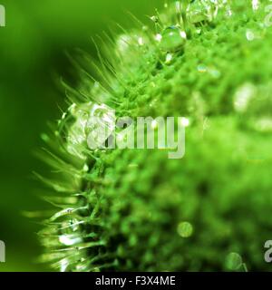 Mohnblume mit Regen fällt - Makro Stockfoto