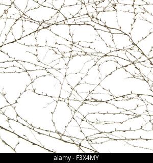 Rebe Pflanze - Wein an der Wand Stockfoto