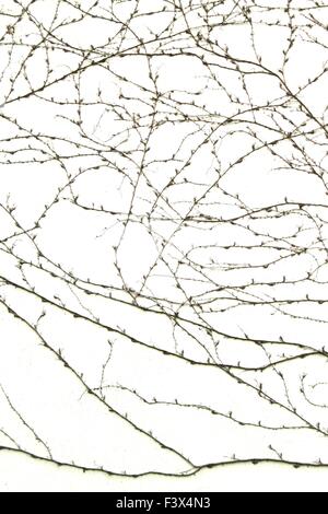 Cirrus-Anlage an der Wand Stockfoto