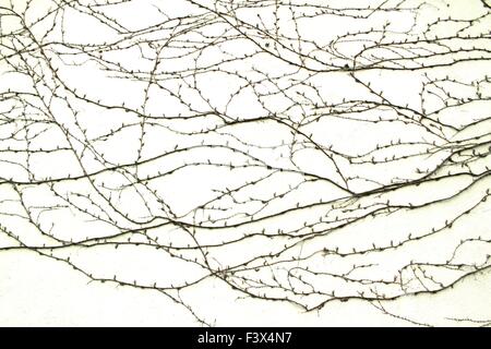 Cirrus-Anlage an der Wand Stockfoto