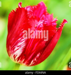 Tulpen blühen Stockfoto