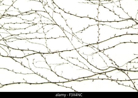 Cirrus-Anlage an der Wand Stockfoto