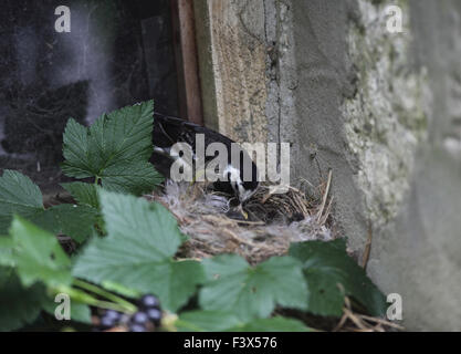 Fütterung junge im Nest auf der Scheune Fensterbank Carmarthenshre Juli 2015 Stockfoto