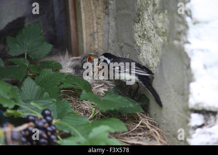 Fütterung junge im Nest auf der Scheune Fensterbank Carmarthenshre Juli 2015 Stockfoto