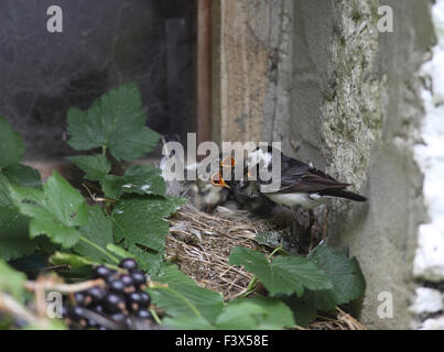 Trauerschnäpper Bachstelze Feedingyoung am Nest auf der Scheune Fensterbank Stockfoto