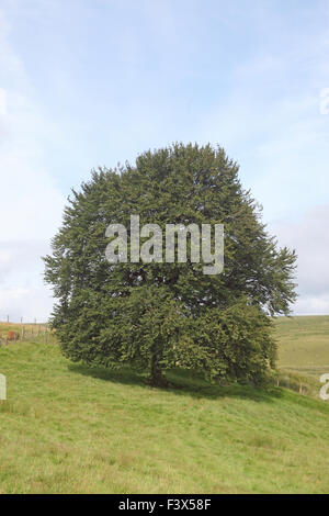 Reife Buche Fagus Sylvatica im Sommer Stockfoto