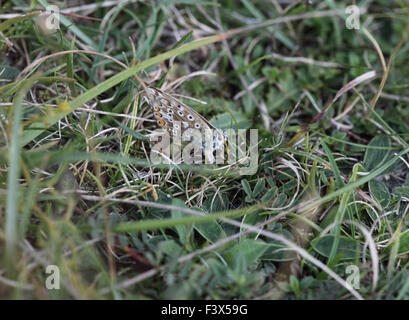 Chalkhill blue Lysandra Coridon weibliche Eiablage Stockfoto