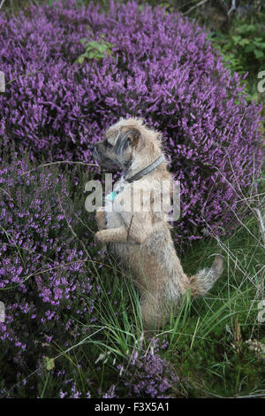 Border Terrier stehend auf Hinterbeinen Blick über Spitze der blühenden Heide Stockfoto