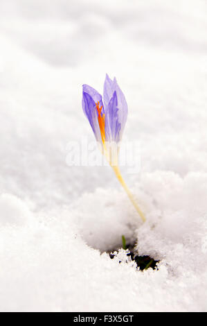Blaue Krokusblüten unter dem ersten Schnee Stockfoto