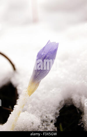 Blaue Krokusblüten unter dem ersten Schnee Stockfoto
