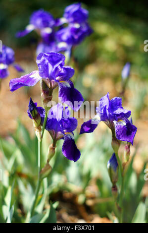 Frühling Zeit: wild Iris Blumen im Wald Stockfoto