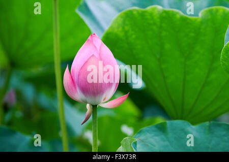 Der Schuss des Lotus Blätter und Blüte Stockfoto