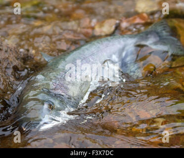 der Silberlachs Los laichen 2 Stockfoto