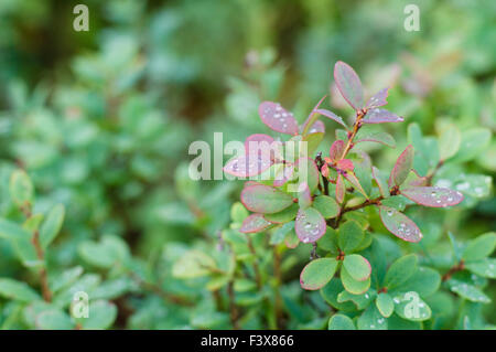 Preiselbeere Busch Closeup mit Regen fällt auf Laub Stockfoto