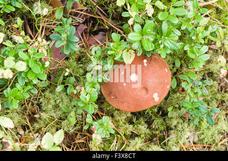 Orange-Cup-Pilz (Leccinum Aurantiacum) übersehen Ansicht Stockfoto