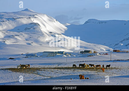 Islandpferde im winter Stockfoto