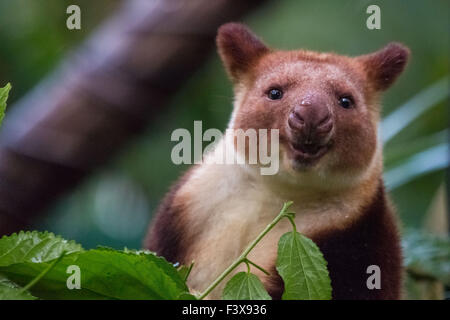 Goodfellow Baumkänguru Stockfoto