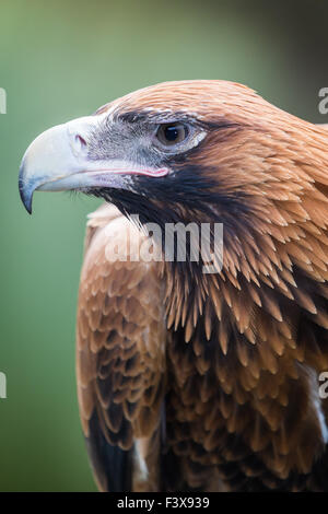 Wedge-tailed Eagle Stockfoto