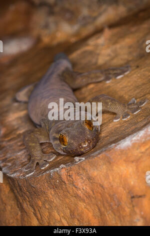 Western riesige Höhle gecko Stockfoto