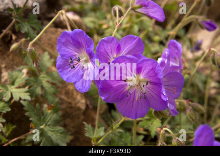 Indien, Jammu & Kashmir, Ladakh, Leh, Himalaya Geranium, lila Storchschnabel Geranium himalayense Stockfoto