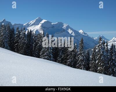 Oldenhorn und Wald im winter Stockfoto