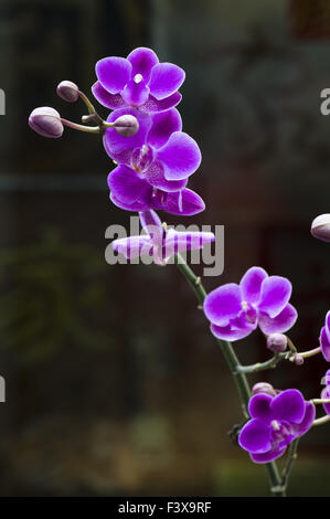 Rosa Orchidee Blume auf schwarzem Hintergrund Stockfoto
