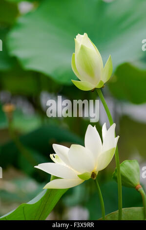 Nahaufnahme eines blühenden weißen Lotusblume Stockfoto