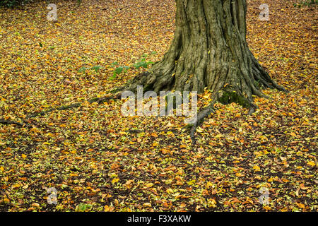 Herbstliches Laub um Baum Stockfoto