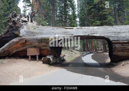 Tunnel Log im Sequoia park Stockfoto