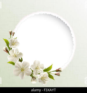 Frühlings-Hintergrund mit weißen Kirschenblüten Stockfoto