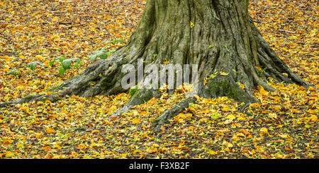 Herbstliches Laub um Baum Stockfoto